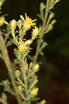 Downy ragged goldenrod